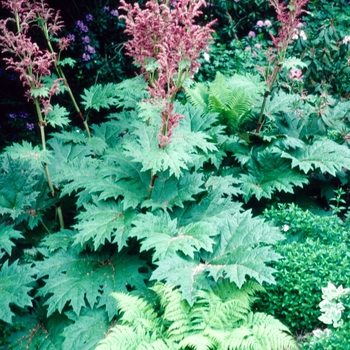 Rheum palmatum - ORNAMENTAL RHUBARB 'Victoria'
