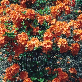Rhododendron hybrid - Azalea 'Gibraltar'