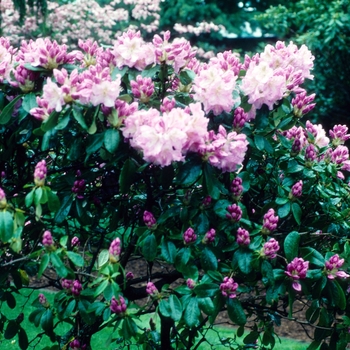 Rhododendron hybrid - RHODODENDRON 'Scintillation'