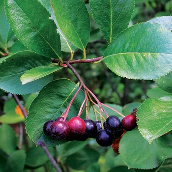 Aronia melanocarpa 'Viking' - Black Chokeberry