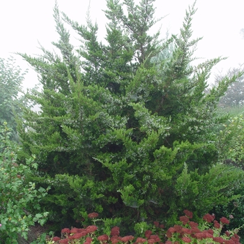 Juniperus virginiana - EASTERN RED CEDAR 'Brodie'