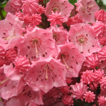 Kalmia latifolia - MOUNTAIN LAUREL 'Pink Charm'