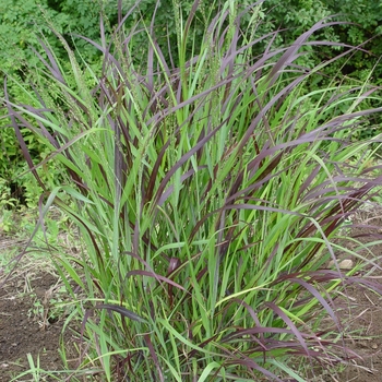 Panicum virgatum - SWITCH GRASS 'Shenandoah'