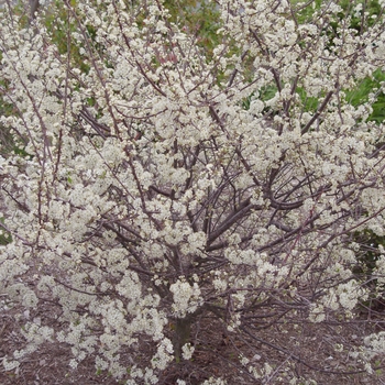 Prunus maritima - BEACH PLUM
