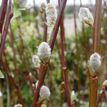 Salix discolor - Pussy Willow