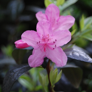 Rhododendron hybrid - RHODODENDRON 'Olga Mezitt'