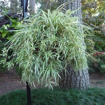 Chlorophytum comosum - SPIDER PLANT
