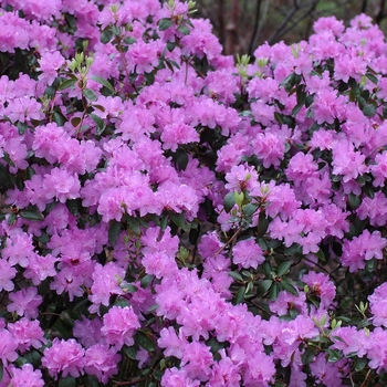 Rhododendron hybrid - RHODODENDRON 'Purple Gem'