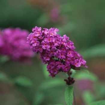 Buddleia davidii 'Nanho Purple' - Nanho Purple Butterfly Bush