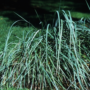Leymus arenarius - LYME GRASS 'Blue Lyme'