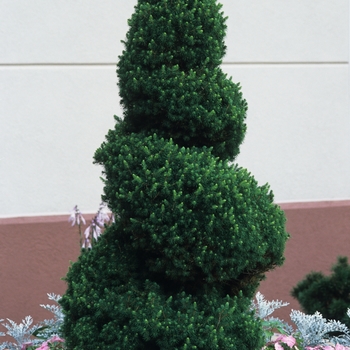 Picea glauca 'Conica' - WHITE SPRUCE 'Conica'