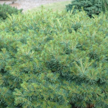 Pinus strobus - WHITE PINE 'Soft Touch'