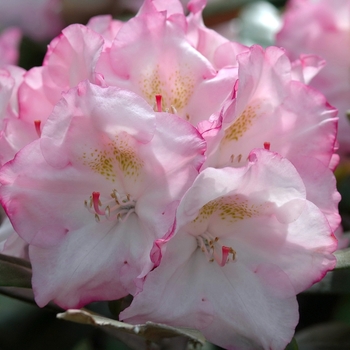 Rhododendron yakushimanum - RHODODENDRON 'Ken Janeck' 