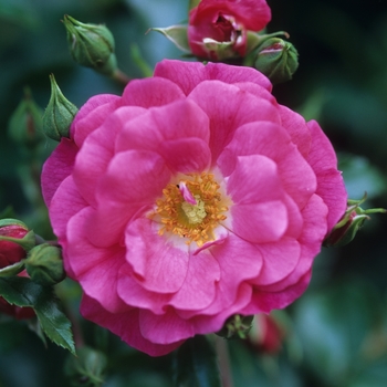 Rosa x - ROSE 'Flower Carpet Pink'