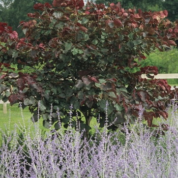 Cercis canadensis - REDBUD 'Forest Pansy'