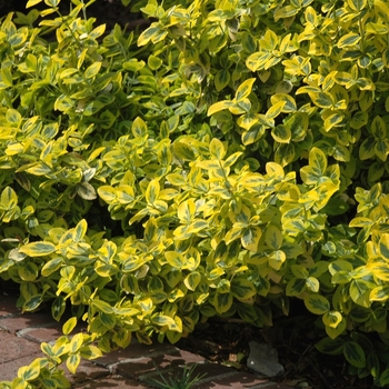Euonymus fortunei - EUONYMUS 'Emerald and Gold'