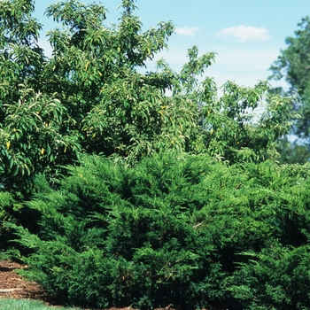 Juniperus chinensis - JUNIPER 'Sea Green'