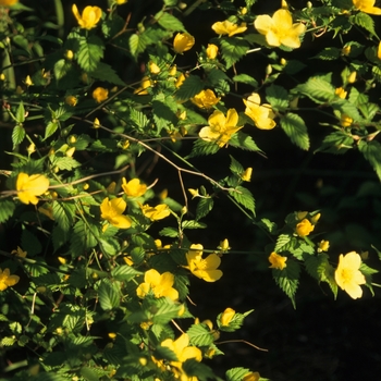 Kerria japonica - JAPANESE KERRIA