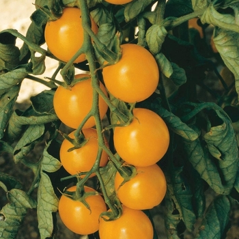 Cherry Tomato - Sun Gold Cherry Tomato