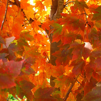 Acer rubrum - MAPLE 'October Glory'