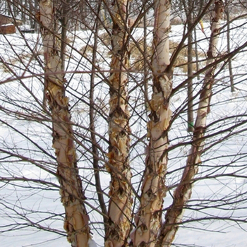 Betula nigra - BIRCH CLUMP 'Heritage'