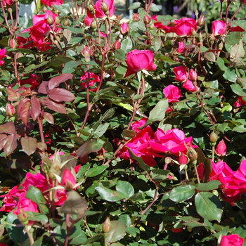 Rosa - ROSE 'Pink Double Knock Out'