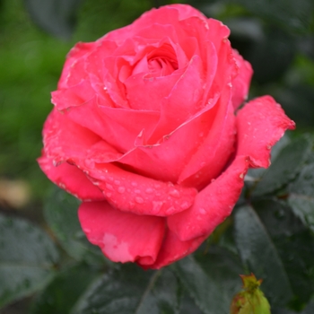 Rosa 'KORladcher' PP26171 - Eleganza® Fiji™ Rose