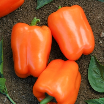 Capsicum annuum 'Orange Blaze' (Sweet Pepper) - Orange Blaze Sweet Pepper