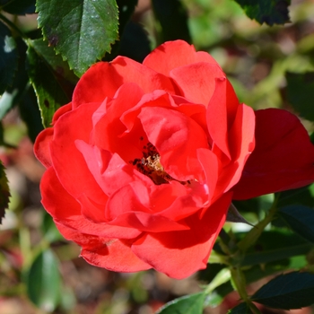 Rosa x - ROSE 'Flower Carpet Scarlet'