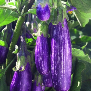 Solanum melongena 'Fairy Tale' (Eggplant) - Fairy Tale Eggplant