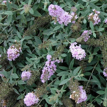 Buddleia x - Lo & Behold® 'Lilac Chip'