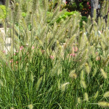 Pennisetum alopecuroides - FOUNTAIN GRASS 'Hameln'