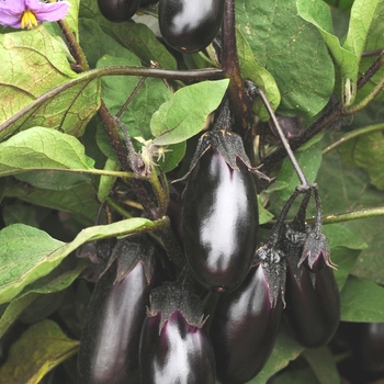 Solanum melongena 'Patio Baby' (Eggplant) - Patio Baby Eggplant