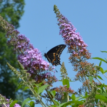 Buddleia davidii 'Butterfly Heavan' - Flutterby petite Butterfly Heaven Butterfly Bush