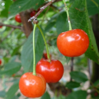 Prunus cerasus - CHERRY 'Montmorency'
