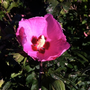 Hibiscus syriacus - ROSE OF SHARON 'Aphrodite'