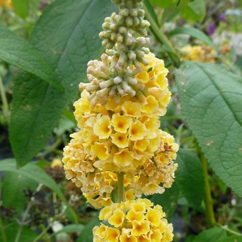 Buddleia x weyeriana 'Honeycomb' - Honey comb Butterfly Bush
