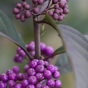 Callicarpa x - Purple Pearls®