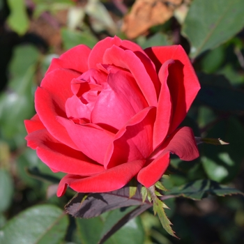 Rosa - ROSE 'Double Red Knock Out'