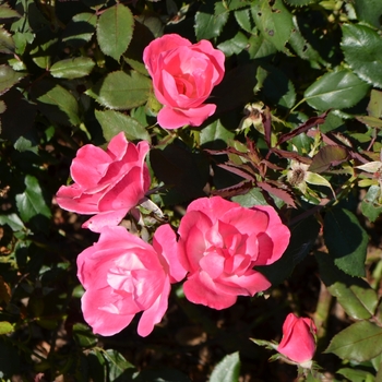 Rosa 'Radcon' - Pink Knock Out® 