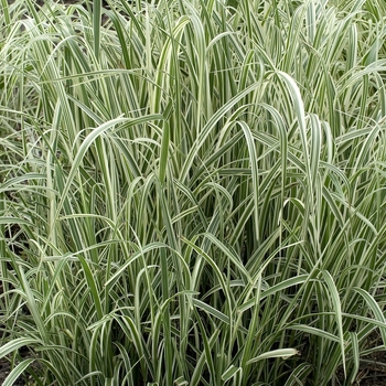 Miscanthus sinensis 'Variegatus' - SILVER GRASS 'Variegated'