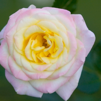 Rosa hybrid - Easy Elegance® 'Music Box' Rose 