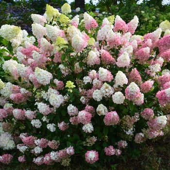Hydrangea paniculata - Strawberry Sundae™ Hydrangea 
