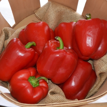 Capsicum annuum (Red Bell Pepper) - Red Bell Pepper