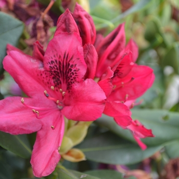 Rhododendron 'Nova Zembla' - RHODODENDRON 'Nova Zembla'