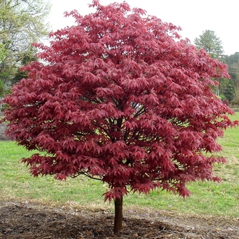 Acer palmatum 'Rhode Island Red' - Japanese Maple