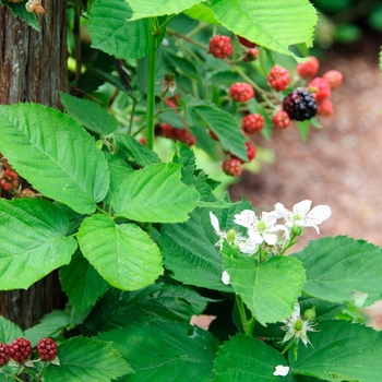 Rubus fruticosa - BLACKBERRY 'Chester'