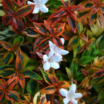 Abelia x grandiflora - ABELIA 'Kaleidescope'