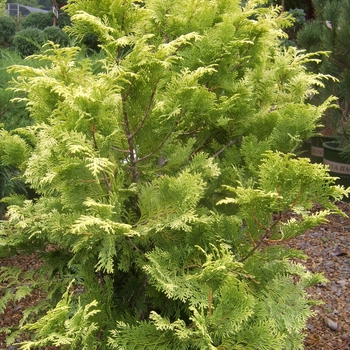 Chamaecyparis obtusa 'Crippsii' - Hinoki False Cypress