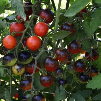 Lycopersicon esculentum - 'Midnight Snack' Cherry Tomato